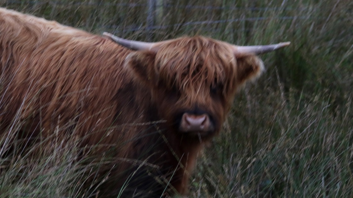 Mop top highland cow