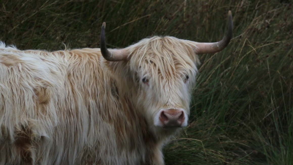Near white highland cow