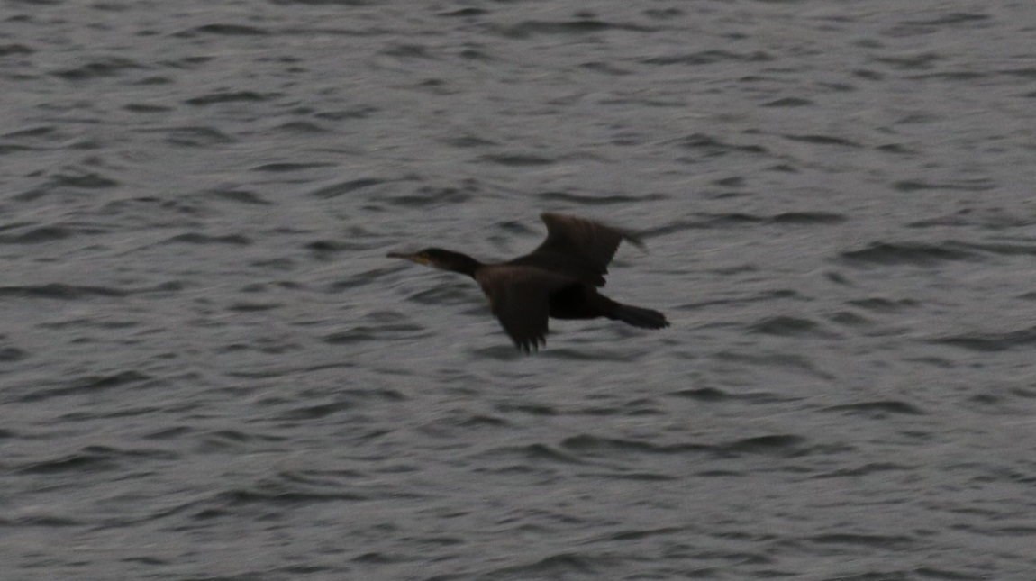Cormorant in flight