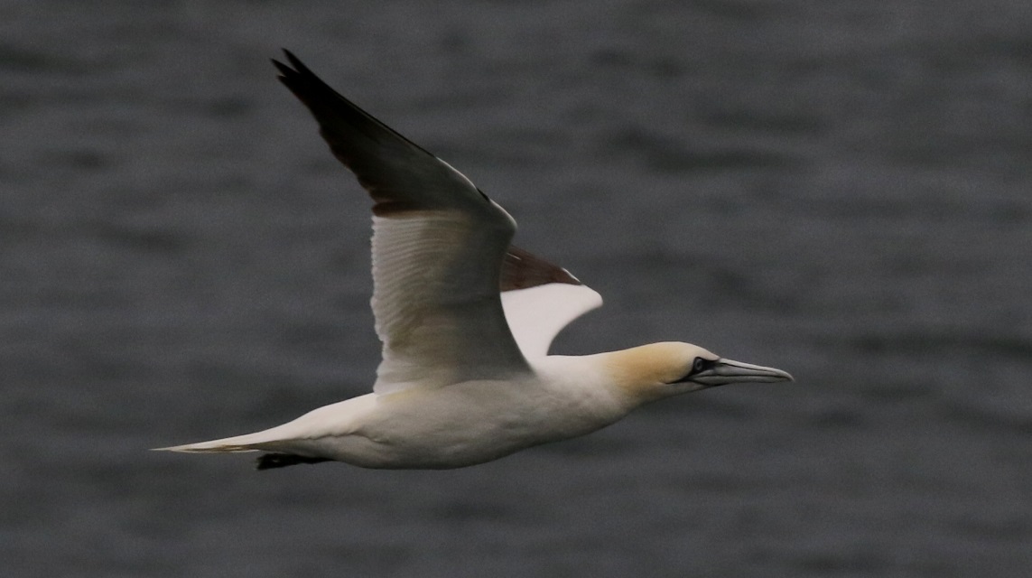 Gannet in flight