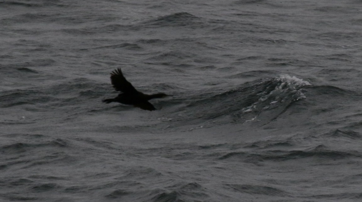 Another cormorant flying around