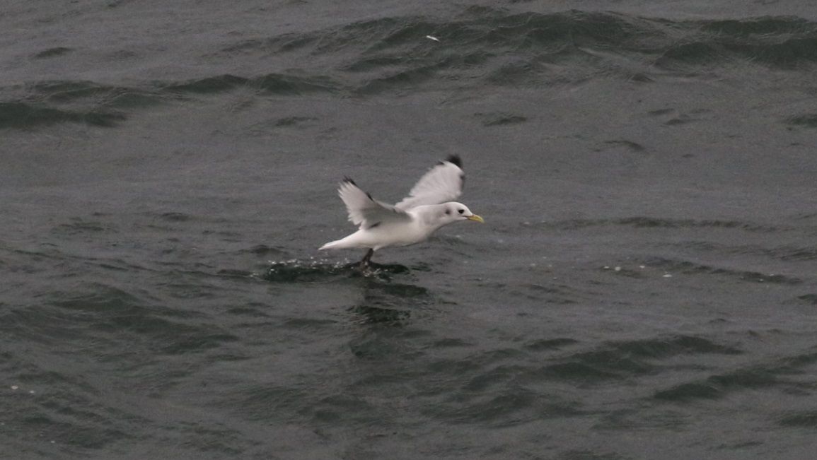 Kittiwake on takeoff rollout