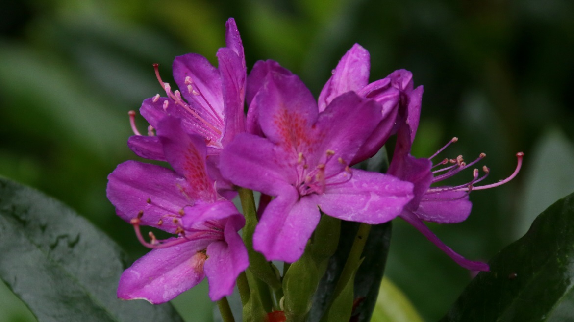 Last remaining azalea