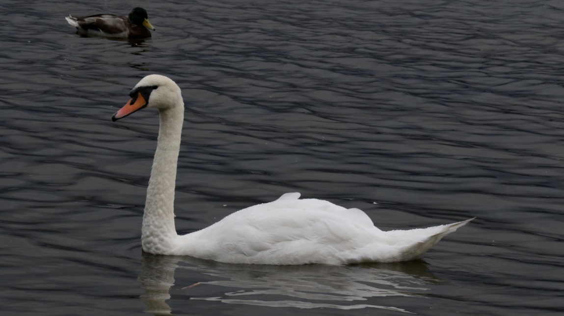 Swan on Loch Lomond