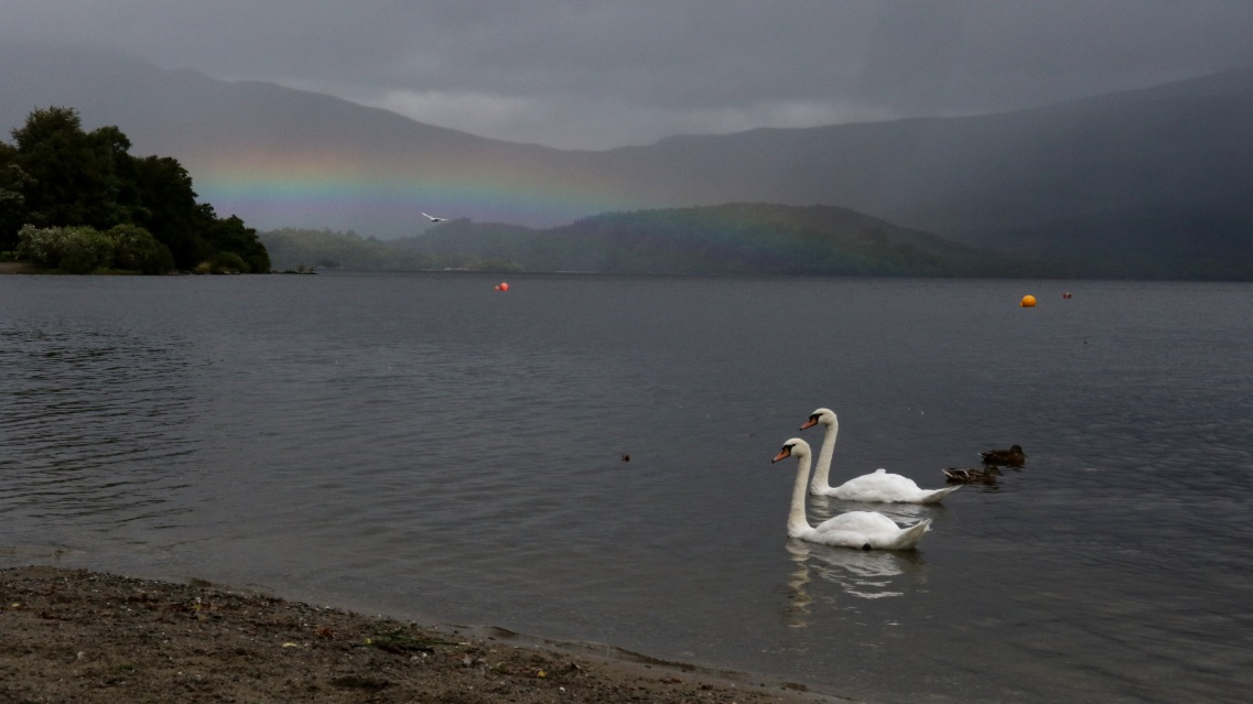 Swans under a rainbow