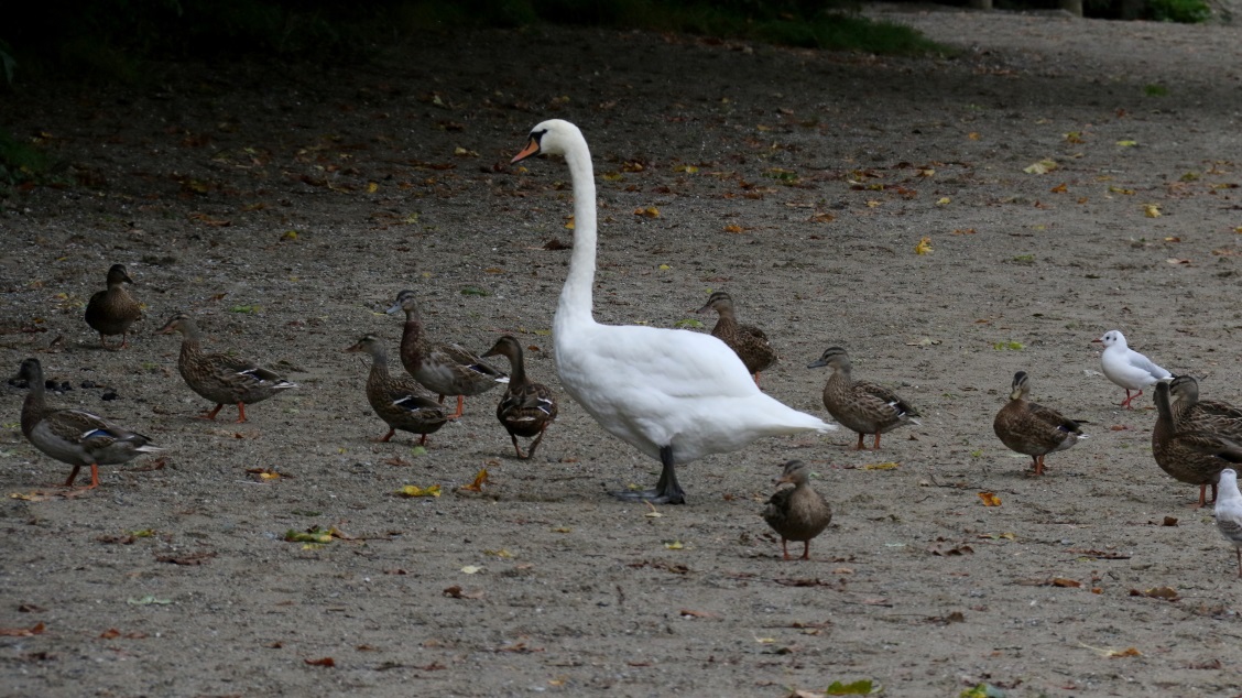 Swan on the beach