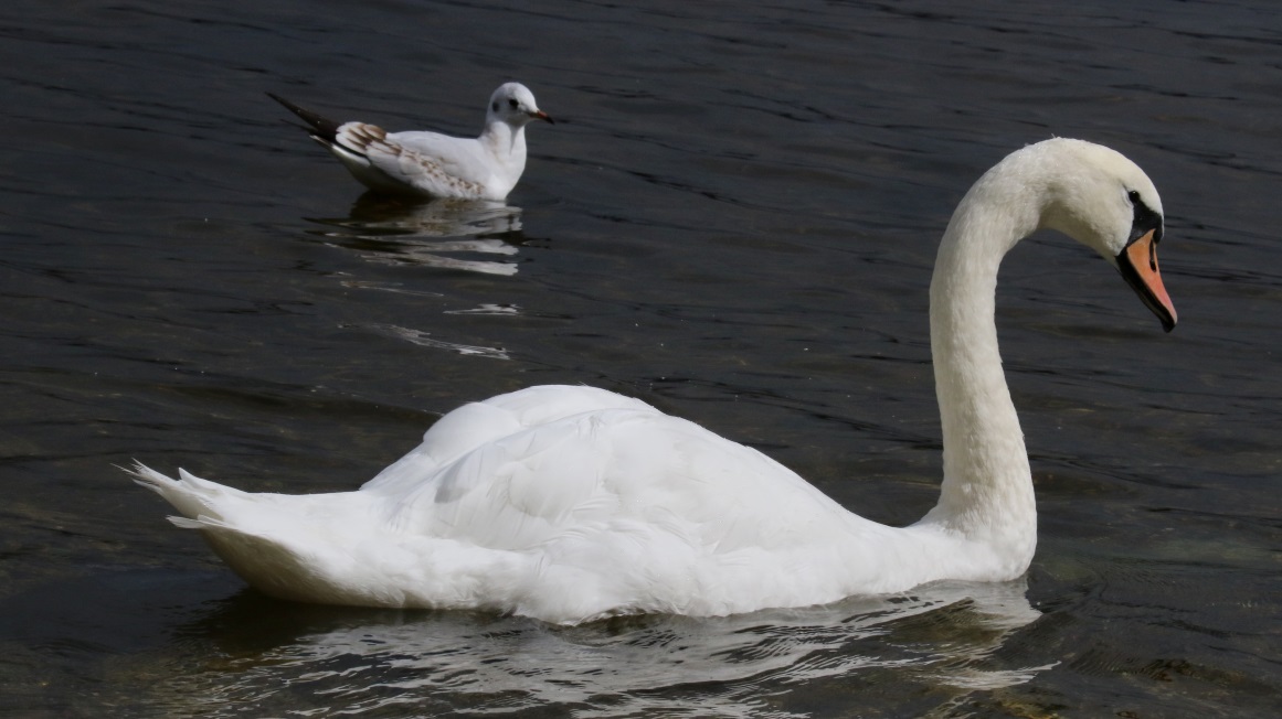 Swan and a kittiwake