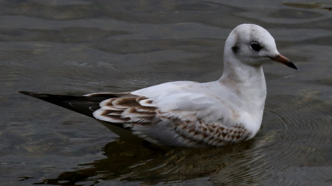 Kittiwake on Loch Lomond