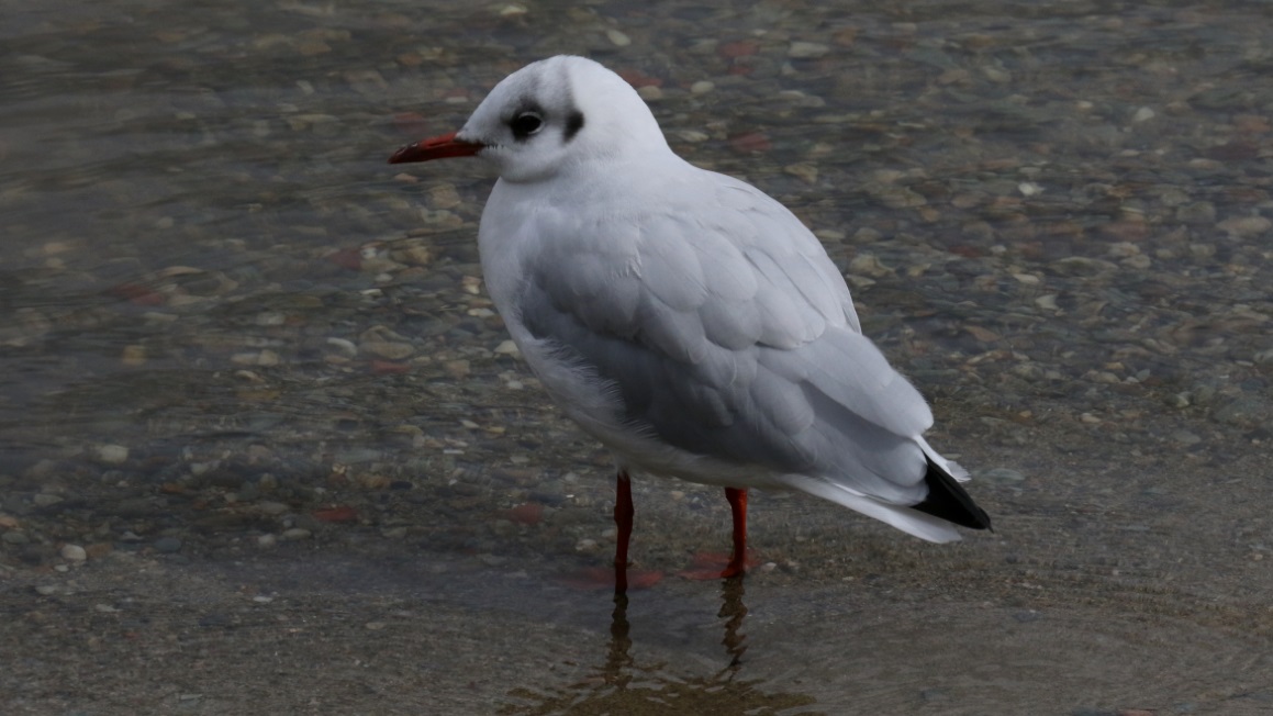 Another kittiwake