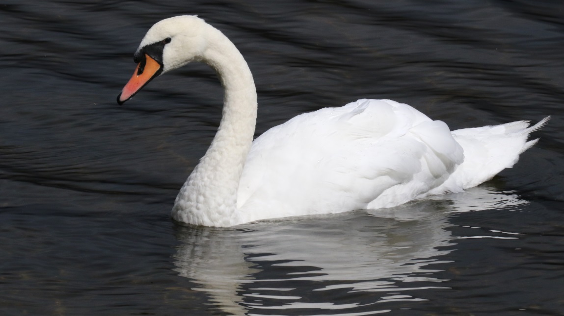 Swan on Loch Lomond