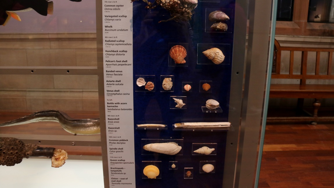 Shell display