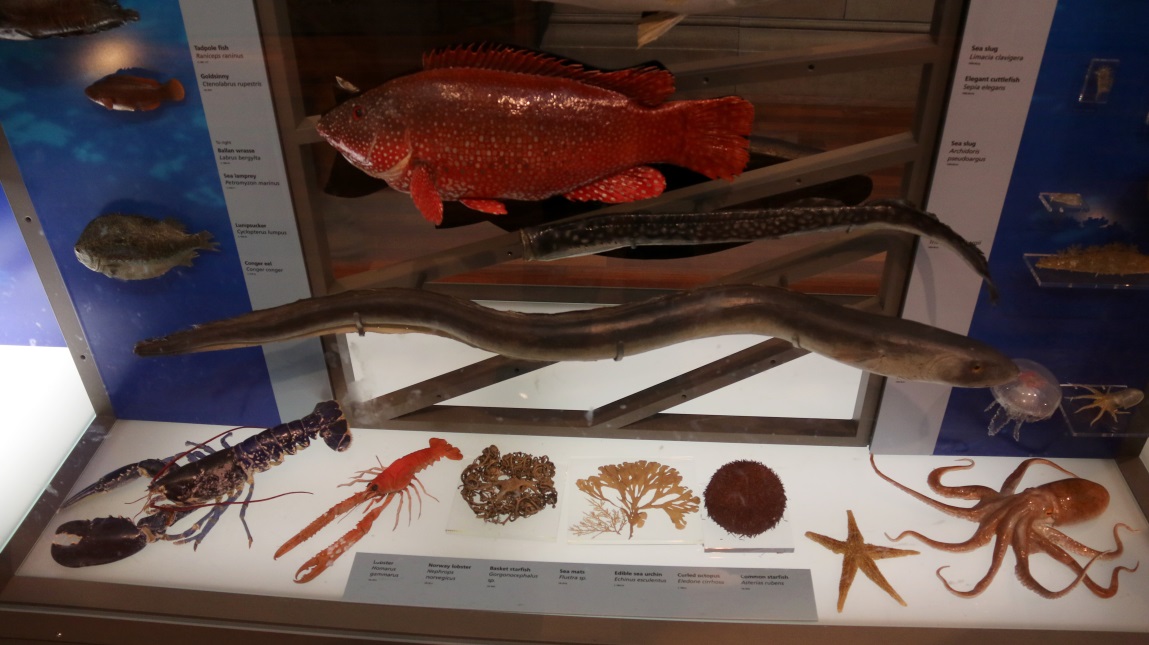 Marine life display