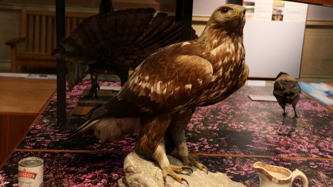 Bird display