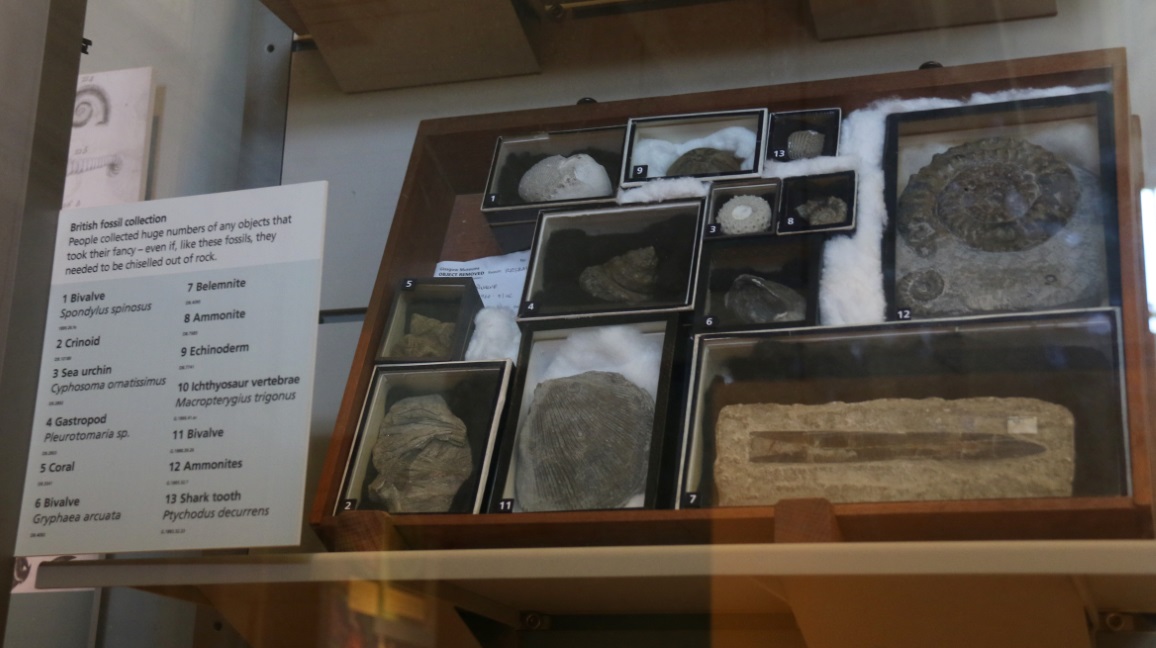 Fossil collection