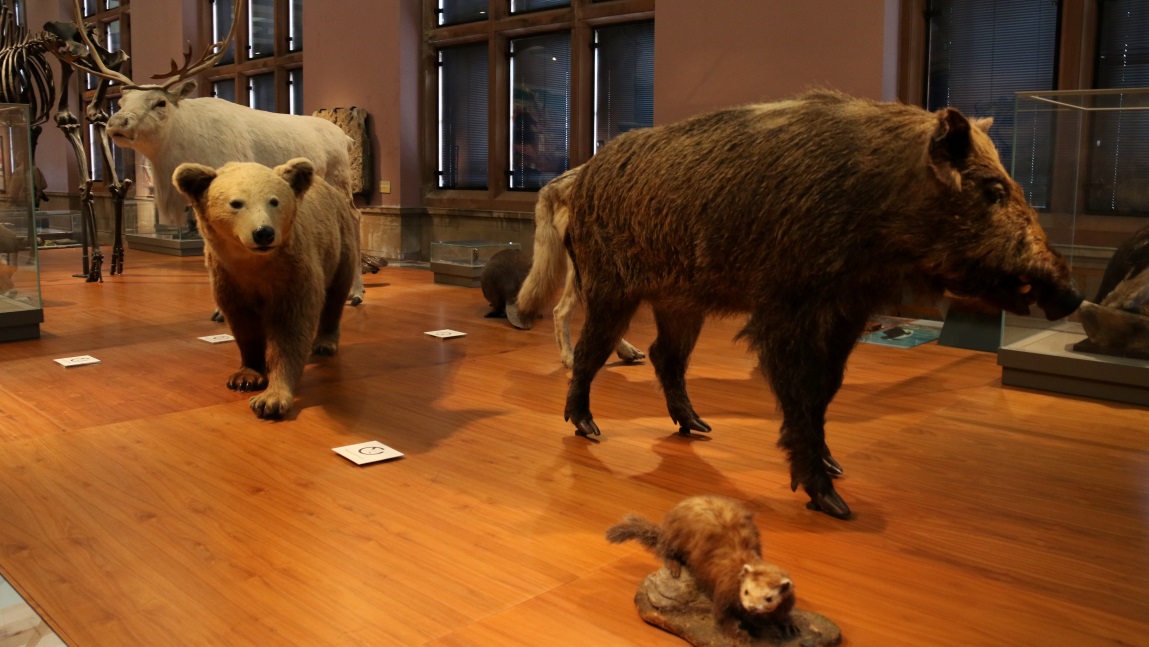 Boars bears and more