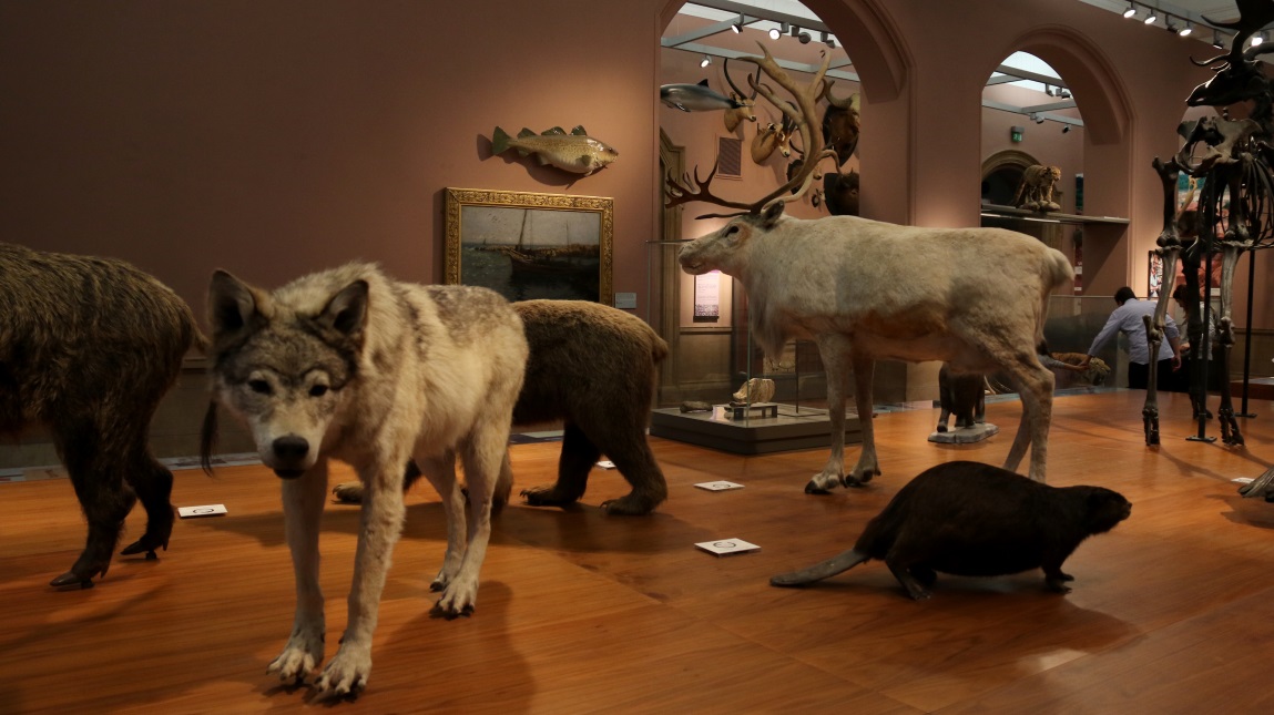 Stuffed Scottish wildlife