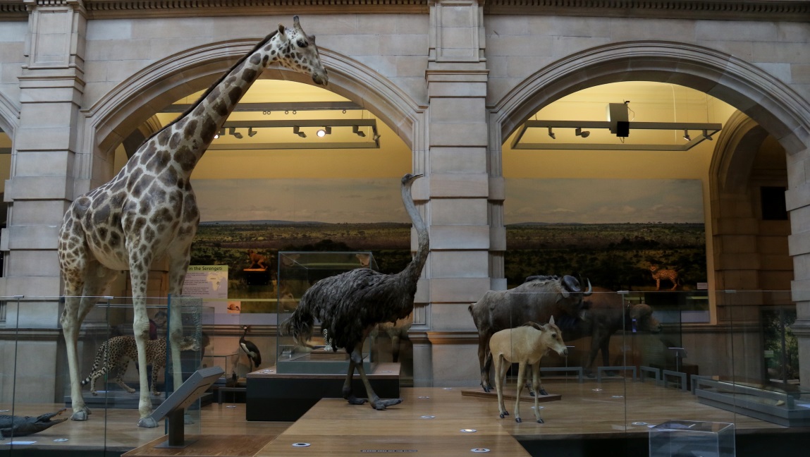 Another room of animals