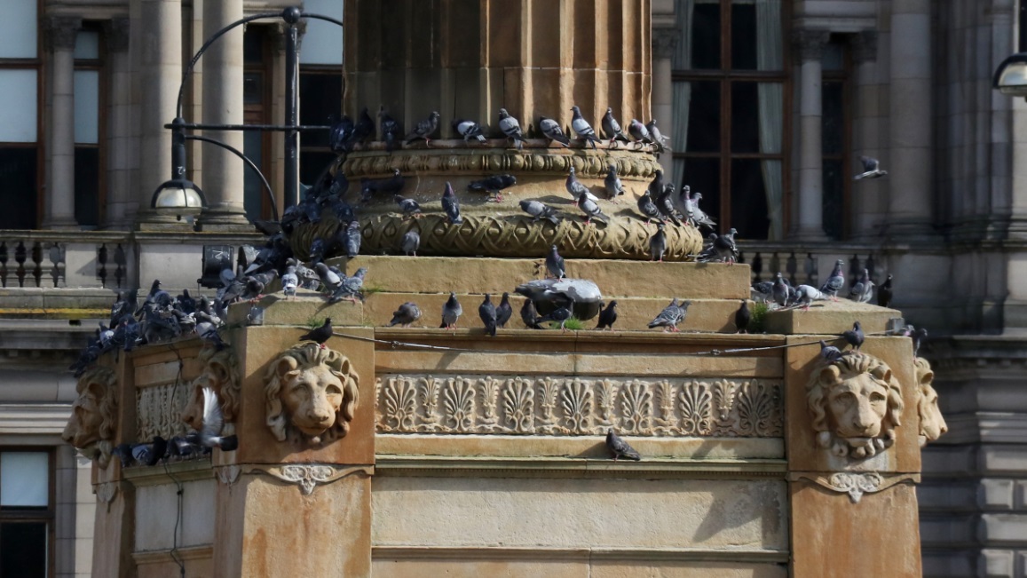 Pigeons a plenty