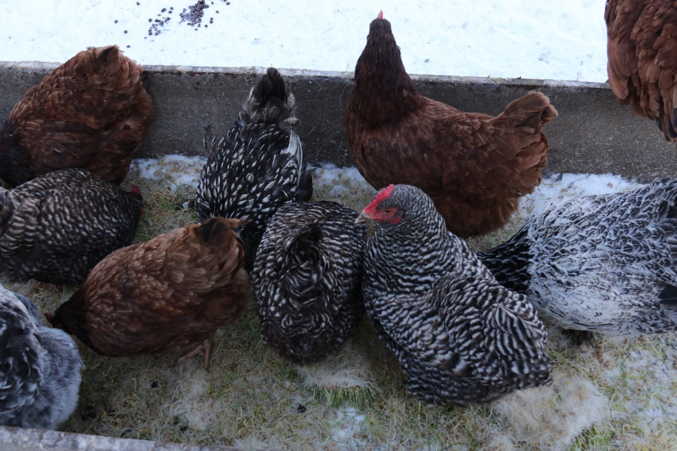 Chickens