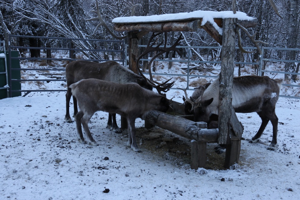 Reindeer