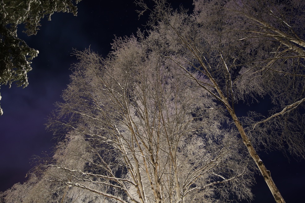 Frosty trees