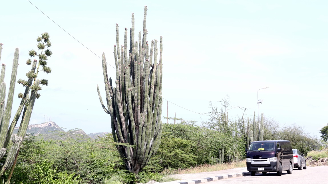 Fabulous cactus at Fort Nassau