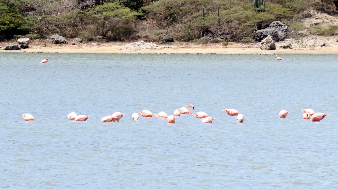 Group of flamingos