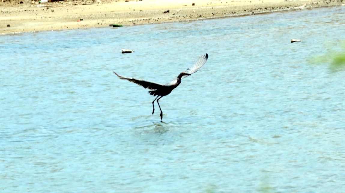 Egret on takeoff rollout