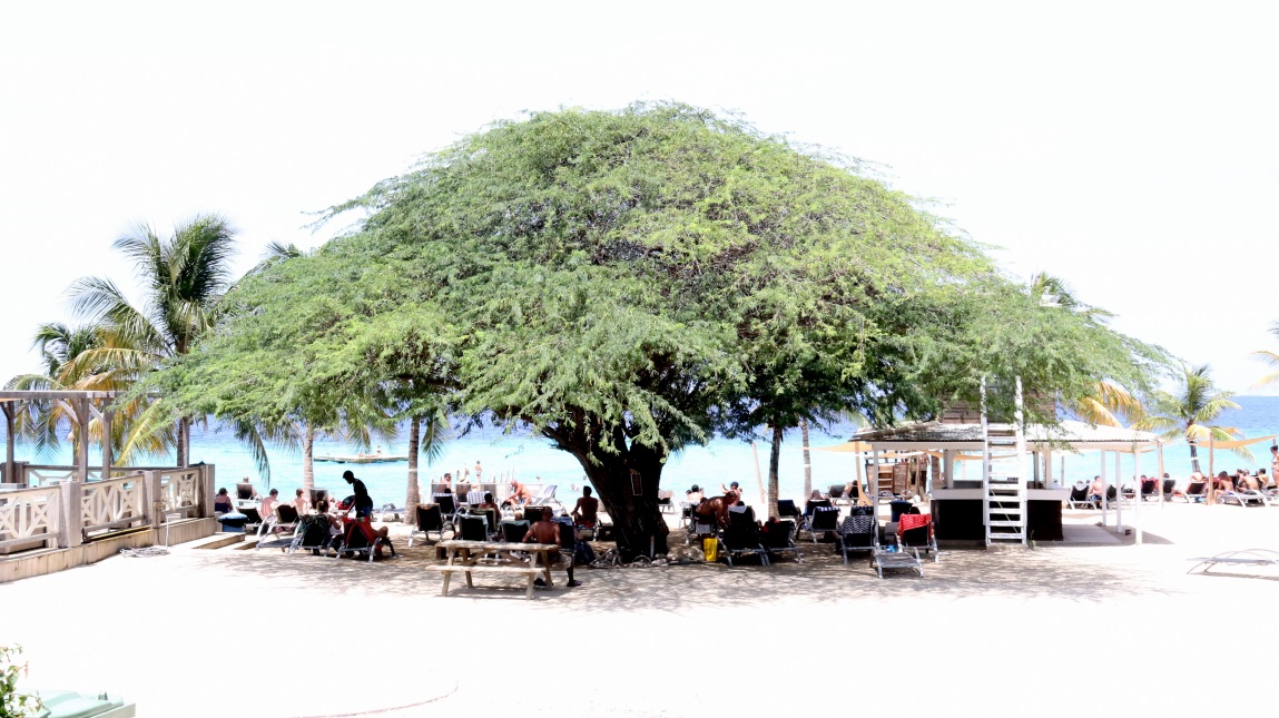 Fabulous tree at Kokomo Beach