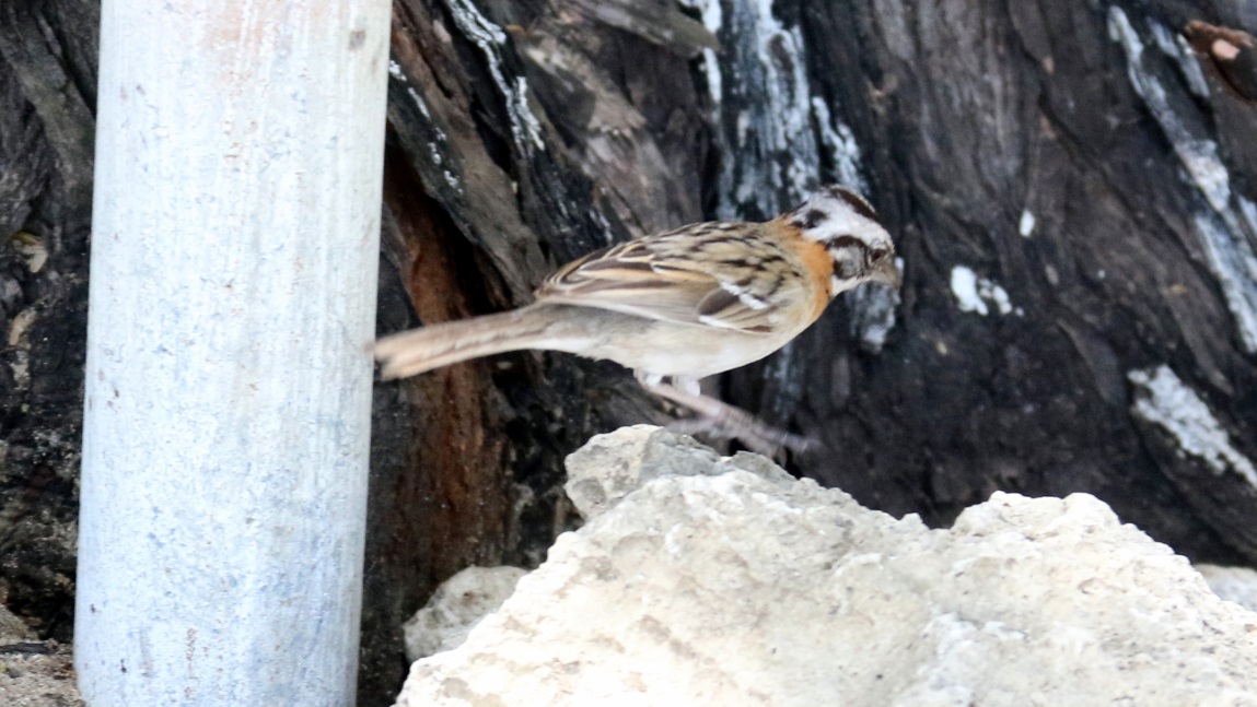 One of many birds