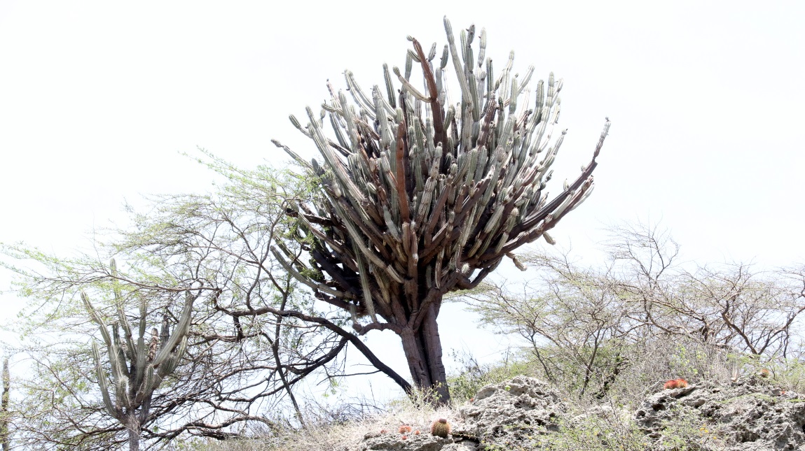 Cactus near Kokomo