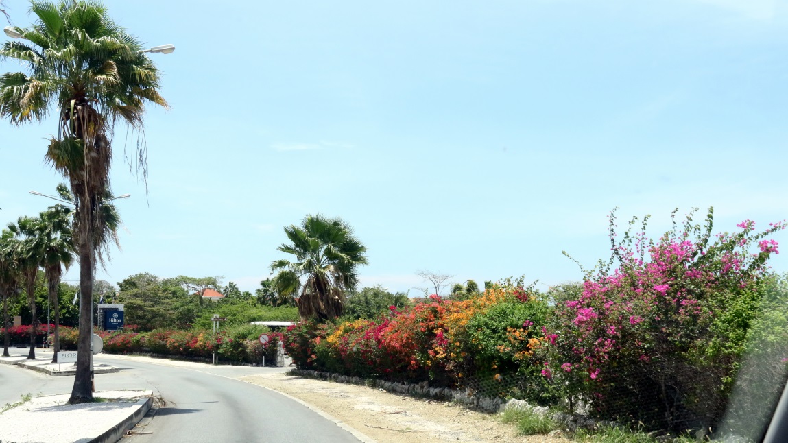Colorful flowers