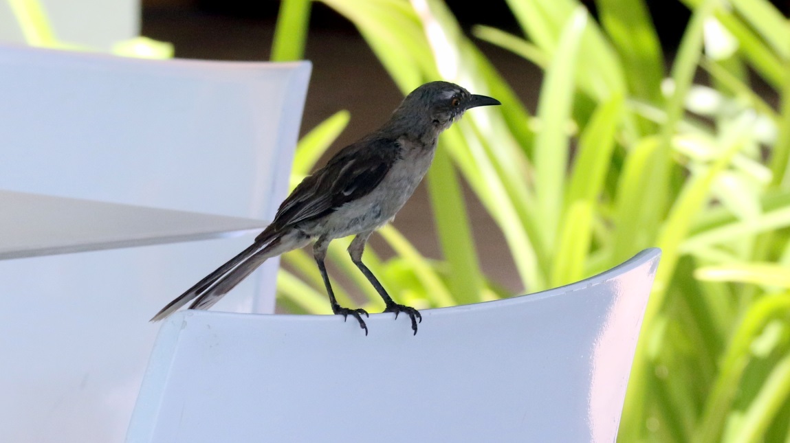 Bird searching for scraps