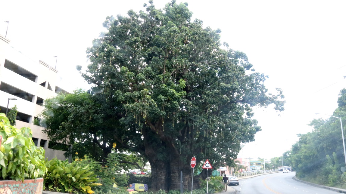 Huge baobab tree