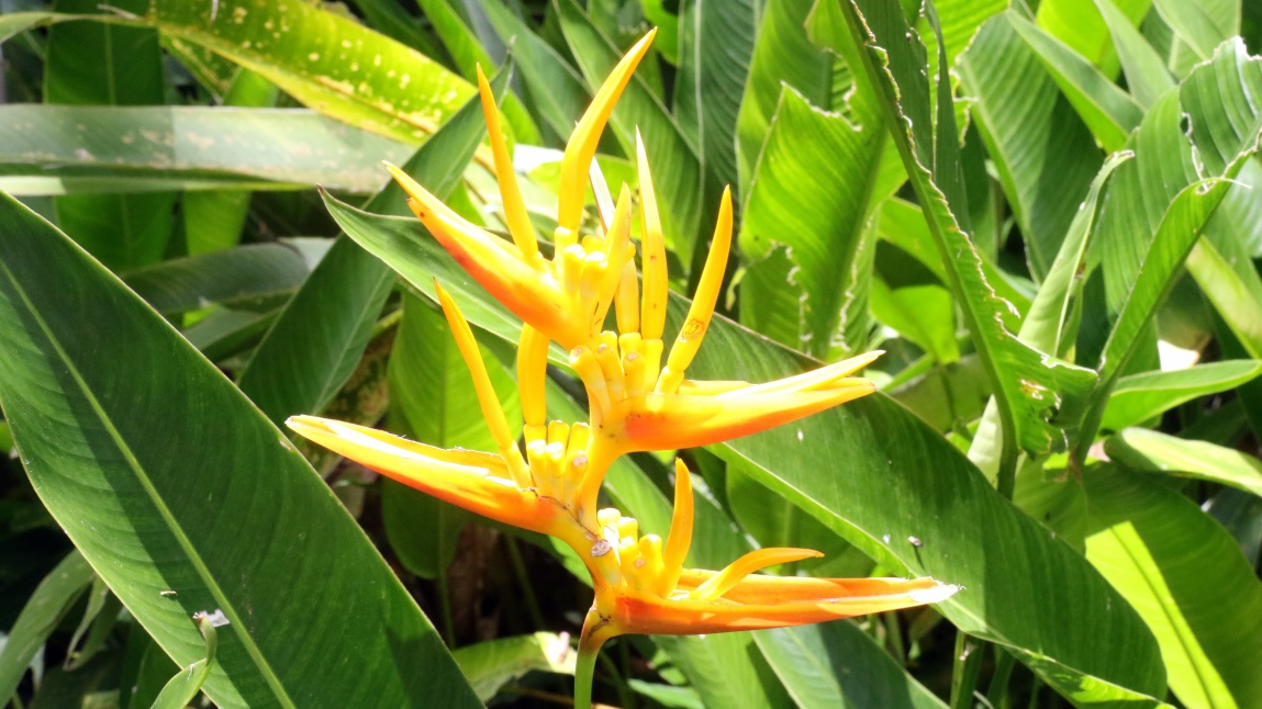 Interesting plant