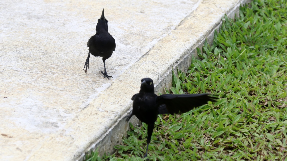 Amusing pair of blackbirds