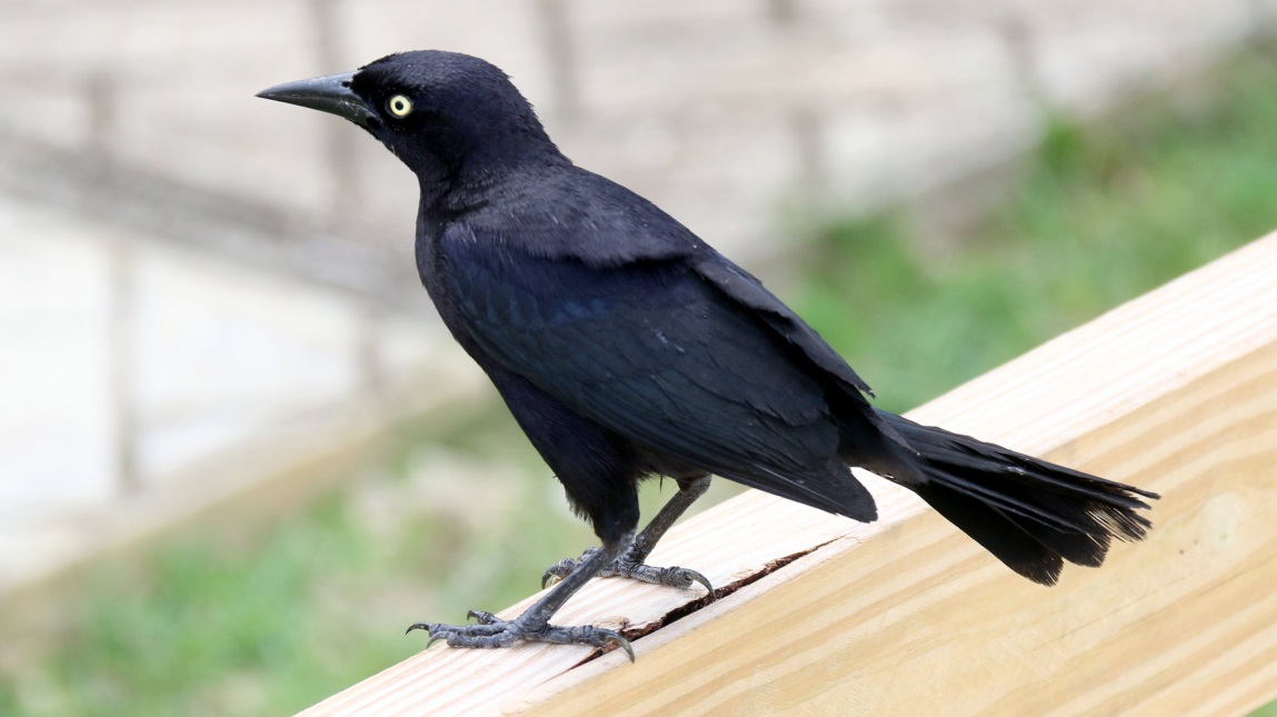 Closer look at a blackbird