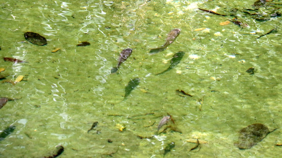 Fish in the pond