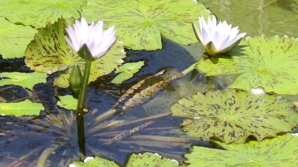 Lavender water lilies