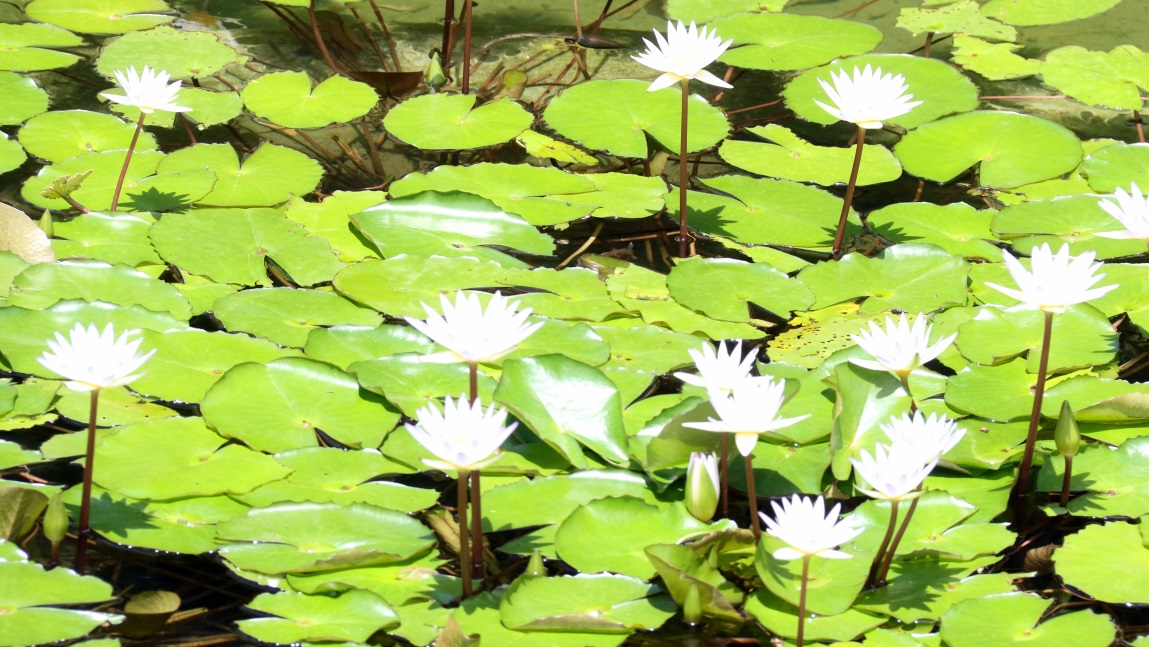 White water lilies