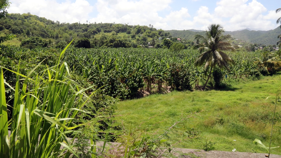 Banana plantation