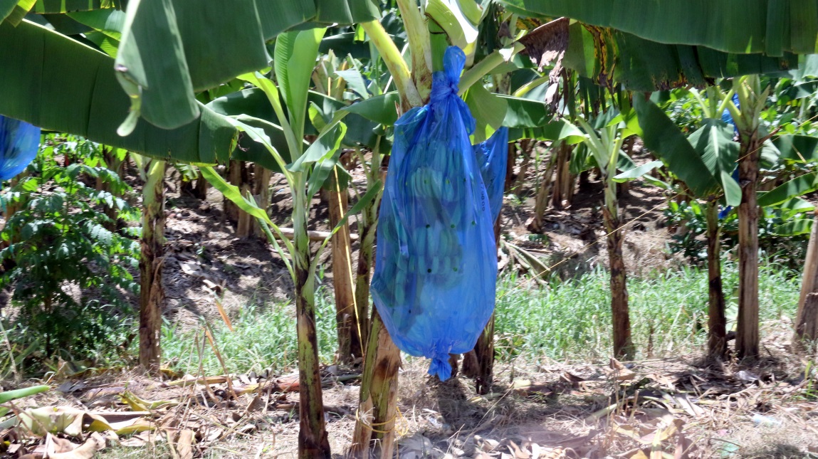 The banana bunches are wrapped