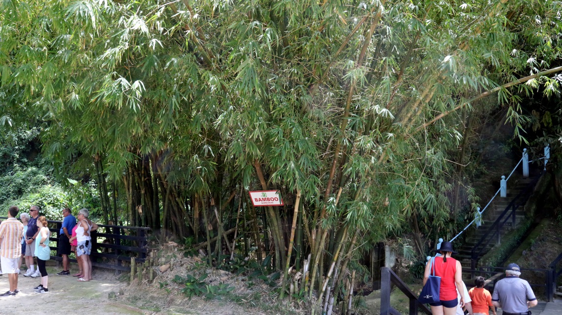 Tall bamboo plants
