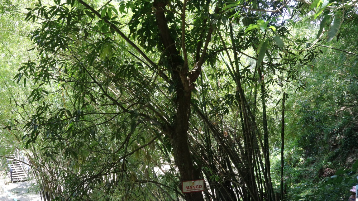 Not so giant mango tree