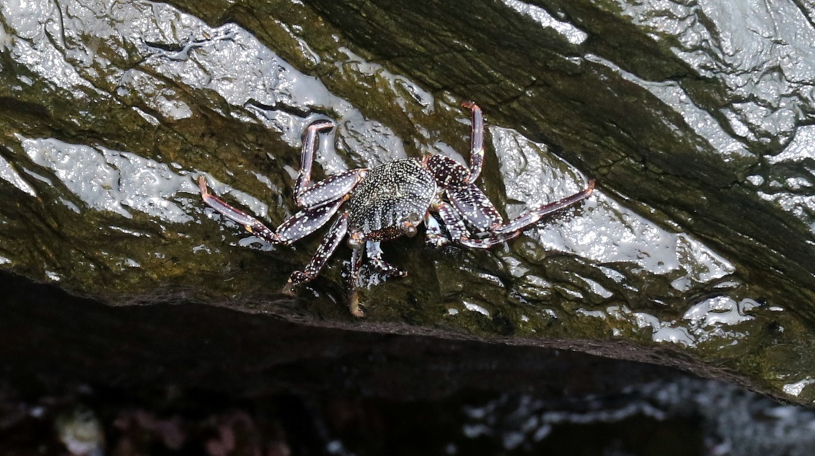 Crab climbing on the rocks