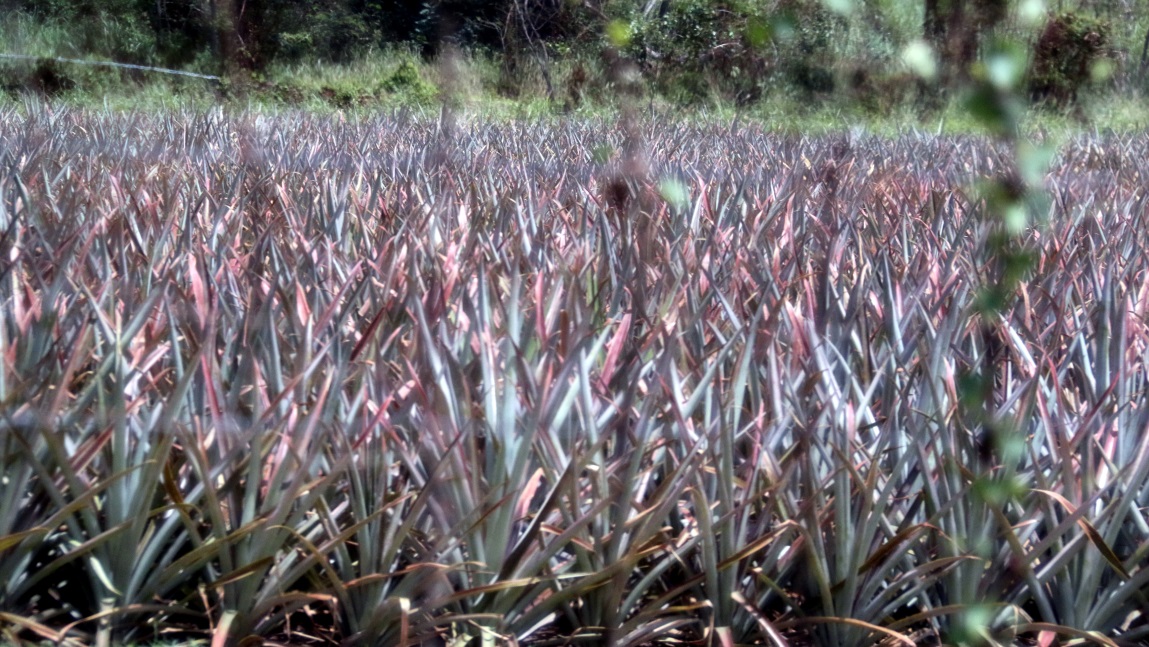 Pineapple farm at Cades Bay Agricultural Station