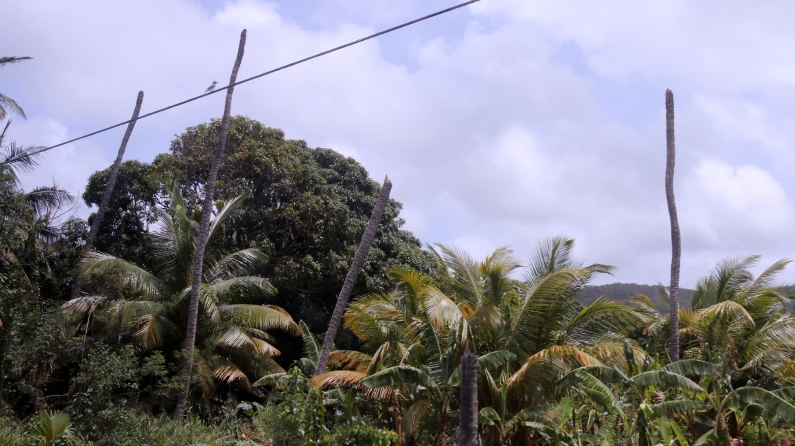 Trees decapitated by the hurricane