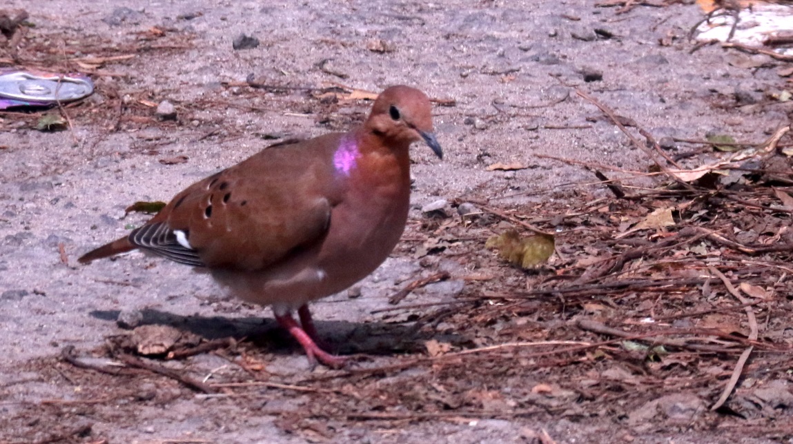 Dove with a bright purple patch