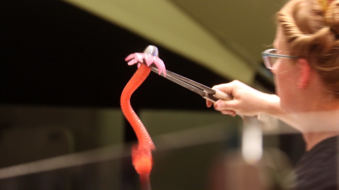 Flower inside a large jar