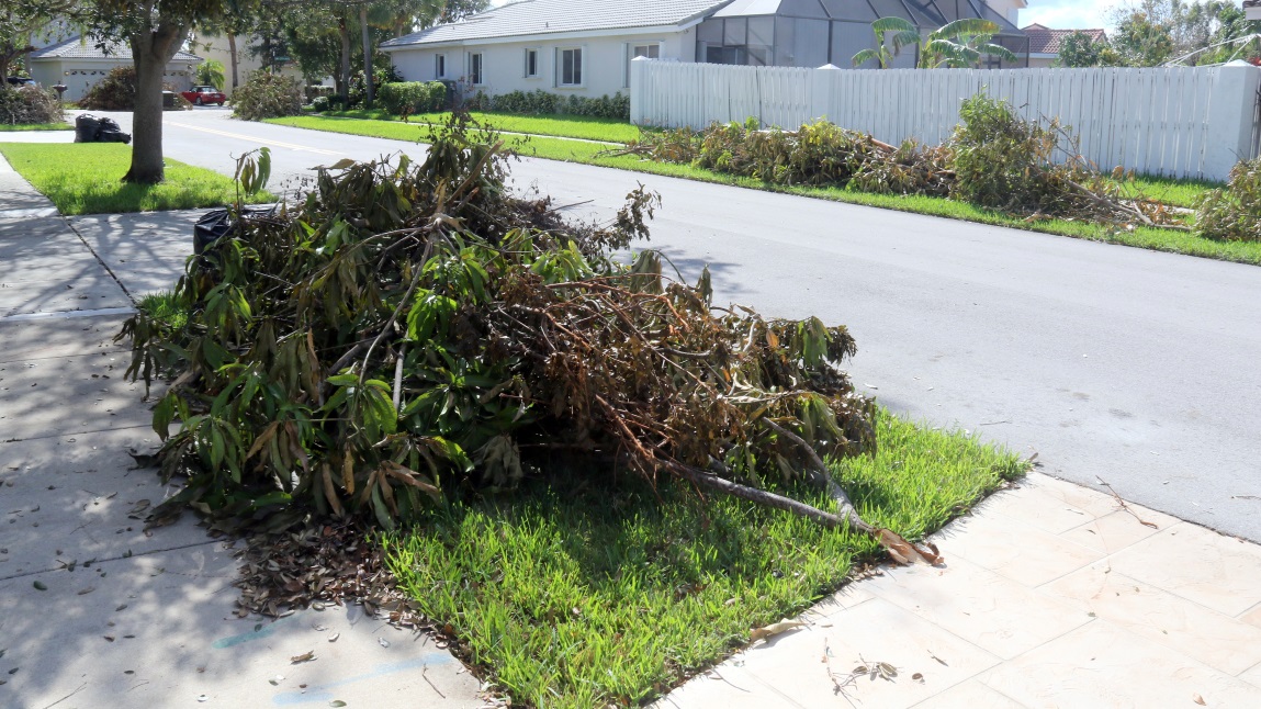 Our pile of tree debris